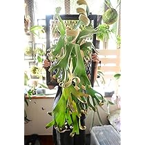 【現物出品・レア種超超超特大株】ビカクシダ・フーンシキ　親株・大株 P.Foong Siqi』 やっぱりカッコイイ！ フーンシキ。 関東最大級